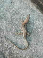 Podarcis muralis