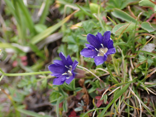 horec (Gentiana)