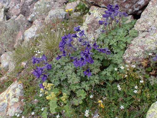 iskerníkovité (Ranunculaceae)