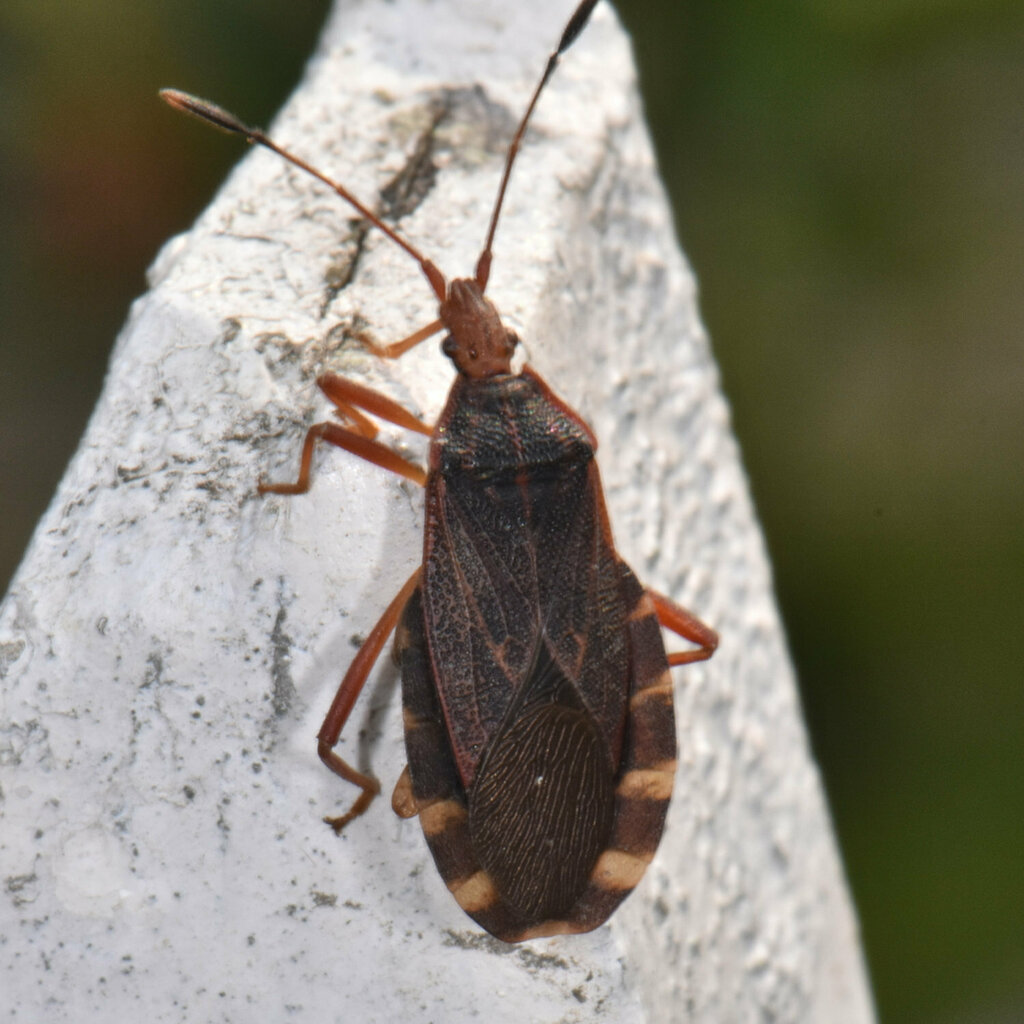 Plunentis yurupucu