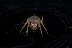 Eriophora edax