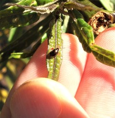 Psylliodes brettinghami