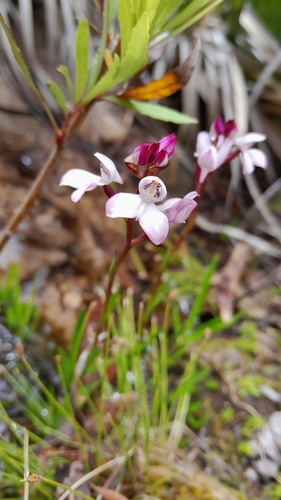 Image of Disa caulescens by (c) Rebecca Lain, some rights reserved (CC BY-SA)