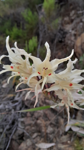 Image of Large painted-lady by (c) Rebecca Lain, some rights reserved (CC BY-SA)