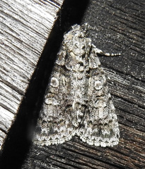 Acronicta modica