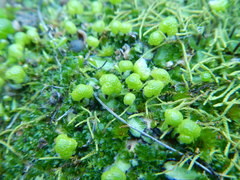 Asterella marginata