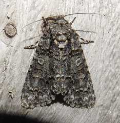 Acronicta modica