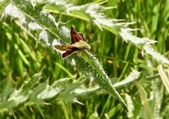 Polites sonora utahensis