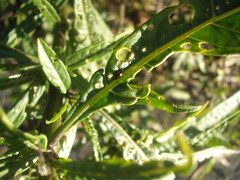 Psylliodes brettinghami