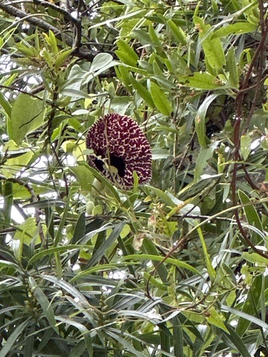 Aristolochia littoralis