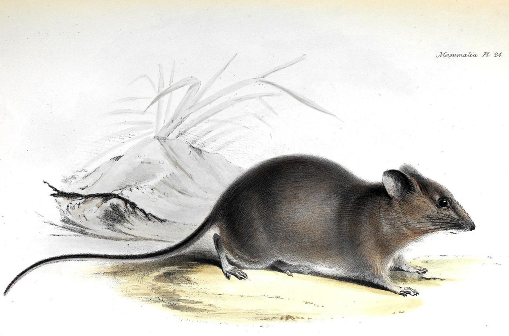 Galapagos Oryzomys