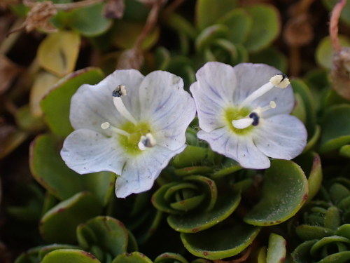 Veronica telephiifolia, photograph 5
