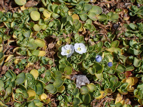 Veronica telephiifolia, photograph 4