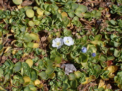 Veronica telephiifolia, photograph (c) Sylvain Eichhorn, some rights reserved (CC BY)