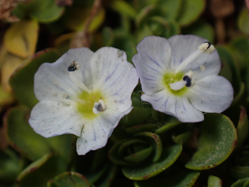 Veronica telephiifolia, photograph 3