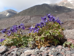 Delphinium caucasicum, photograph (c) Sylvain Eichhorn, some rights reserved (CC BY)