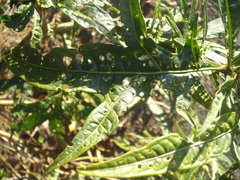 Psylliodes brettinghami