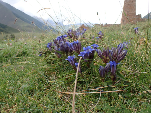 Image of Gentiana septemfida by (c) Sylvain Eichhorn, some rights reserved (CC BY)