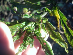 Psylliodes brettinghami