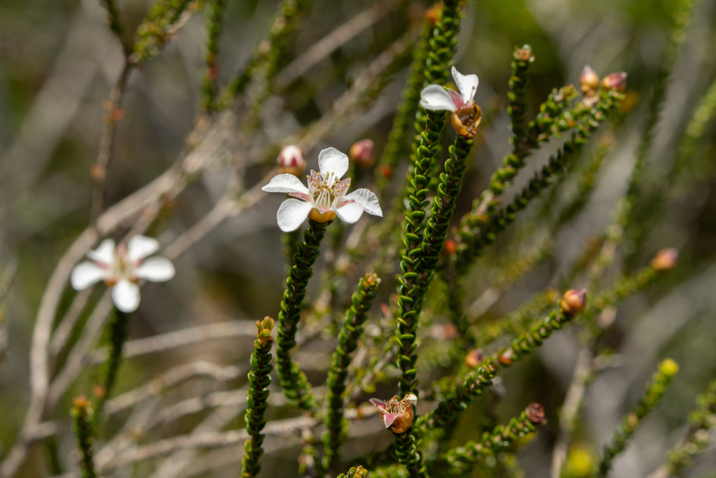 Leptospermum epacridoideum