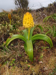 Bulbinella rossii