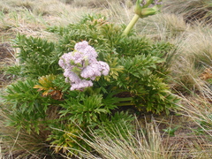 Anisotome latifolia