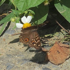 Junonia lemonias aenaria
