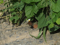 Junonia lemonias aenaria