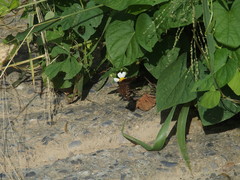Junonia lemonias aenaria