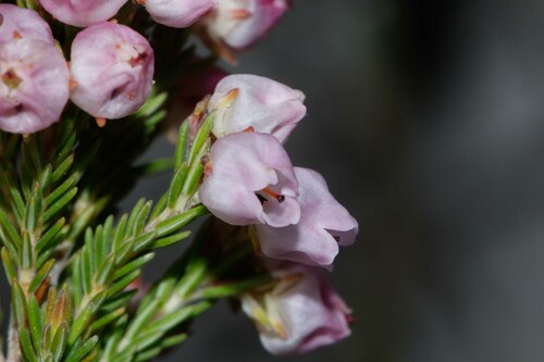 Erica condensata