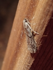 Vitula serratilineella