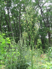 Lactuca raddeana