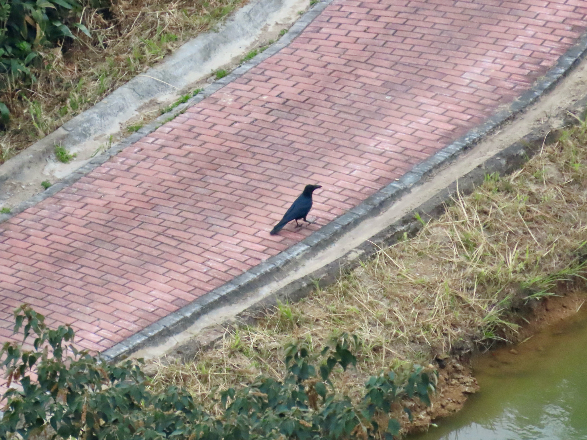 Large-billed Crow