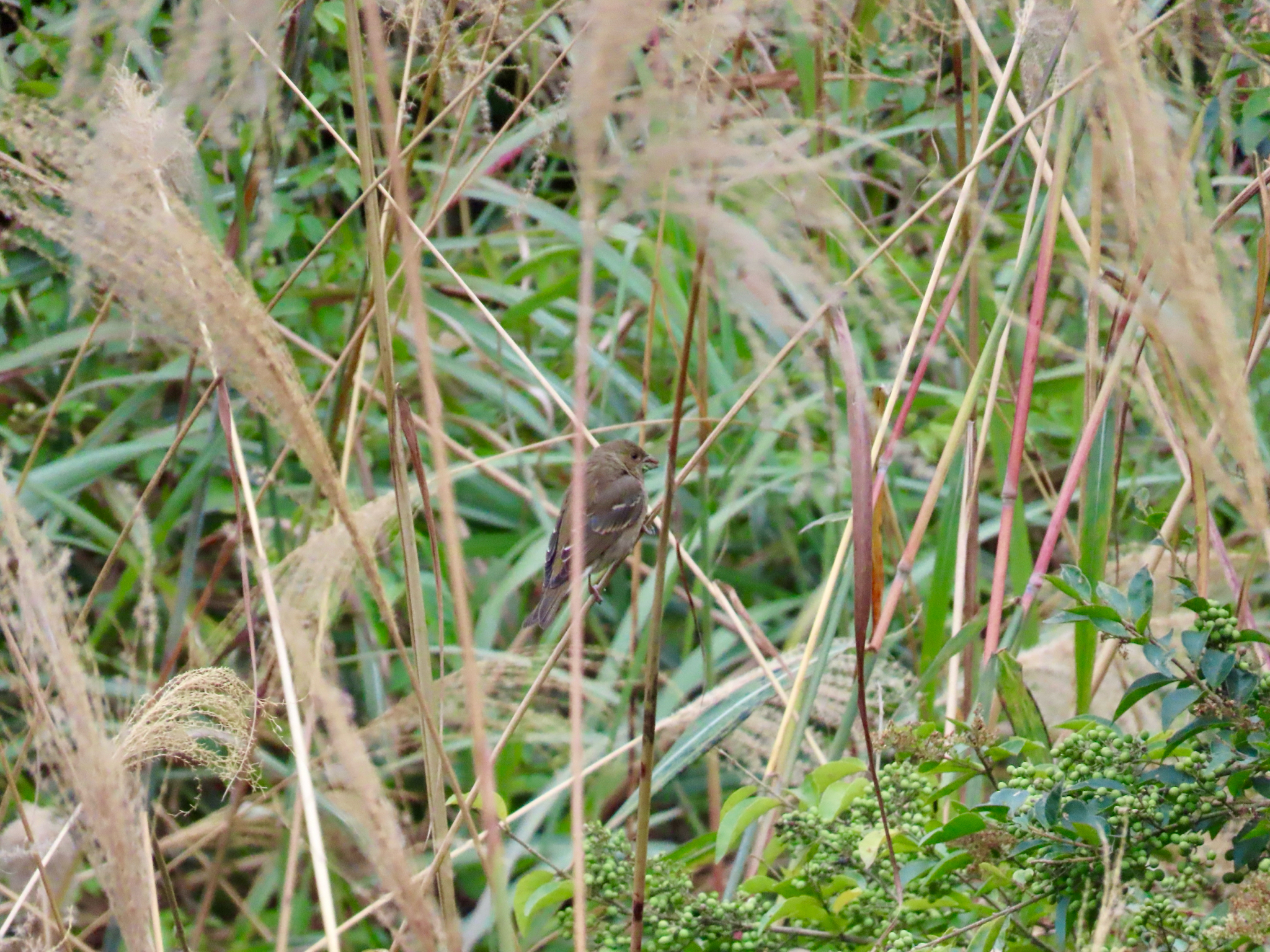 Common Rosefinch
