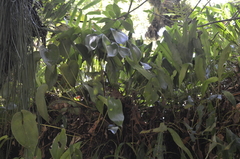 Pleurothallis cardiothallis