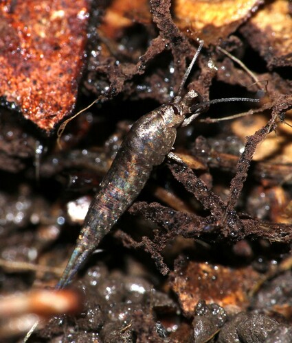 Southern Bristletail photo 3