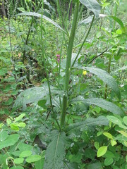 Lactuca raddeana