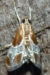 Chalcoela pegasalis