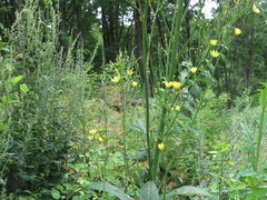 Lactuca raddeana