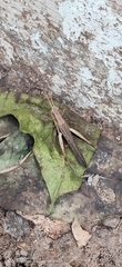 Orthoptera