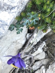 Aquilegia confusa