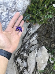 Aquilegia confusa