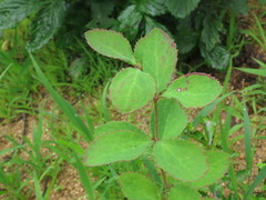 Berberis amurensis