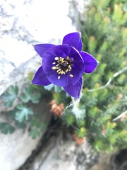Aquilegia confusa