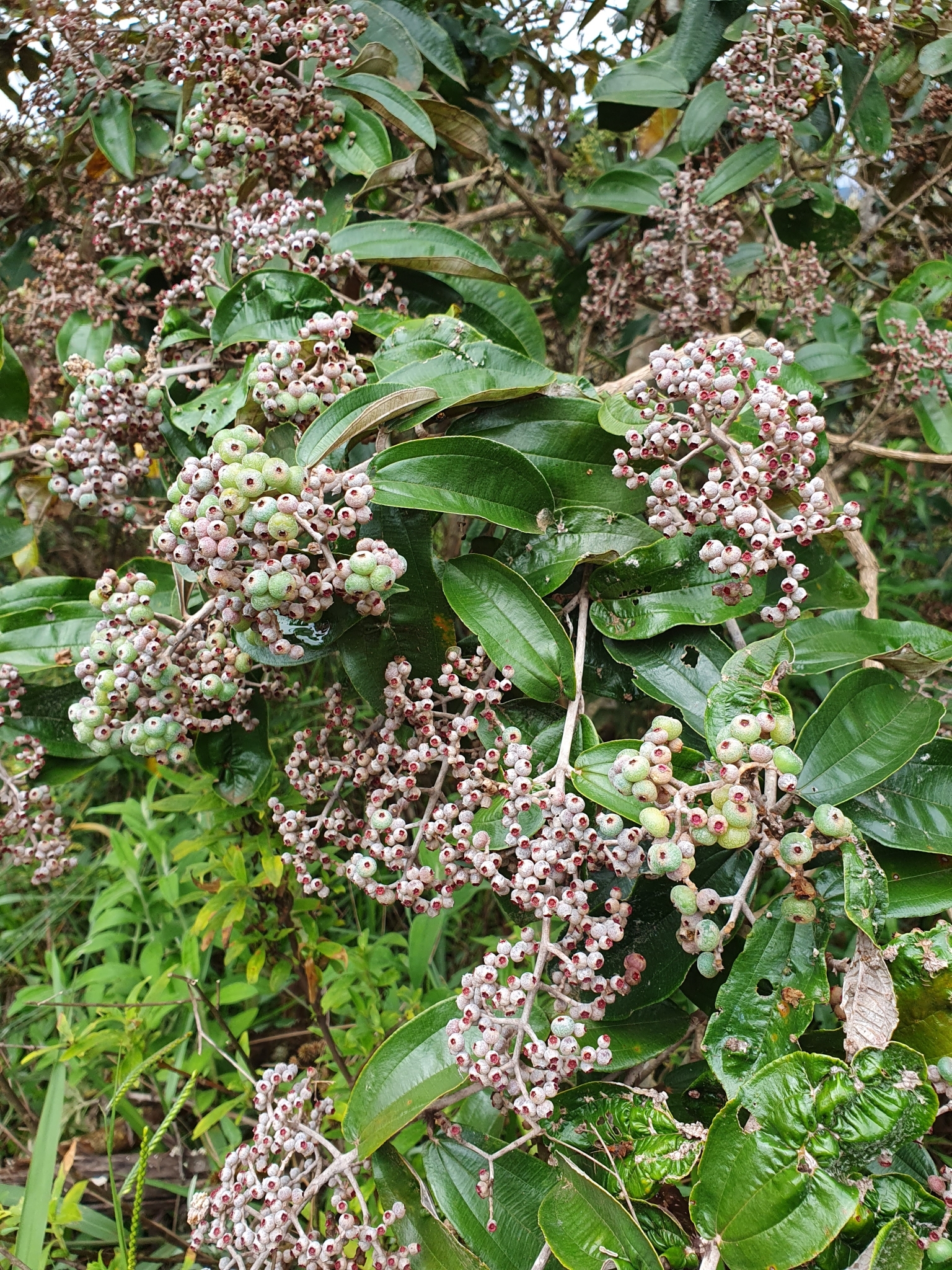 Miconia albicans