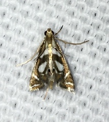 Chrysendeton medicinalis