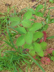 Berberis amurensis