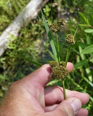 Scirpus pallidus