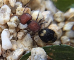 Mutilla quinquemaculata