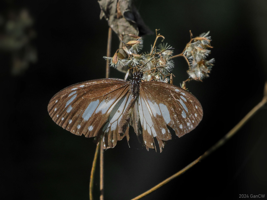Parantica melusine